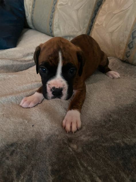 boxer puppies for sale toronto|boxer puppies for sale on kijiji.